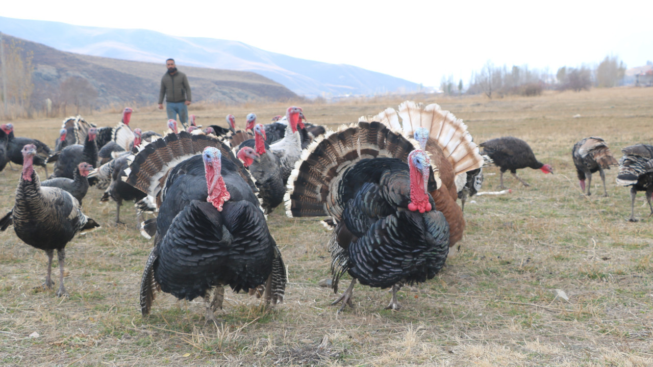 Hakkari’de hindiler yeni yıla hazır: 3-4 bin lira arasında değişiyor